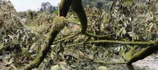 [video] enforcement officers clear illegal durian farm and arrest 18 farmers